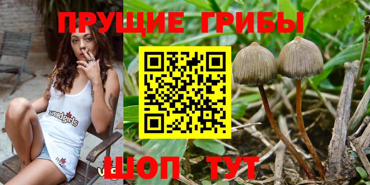 Галлюциногенные грибы Psilocybine cubensis Великий Новгород